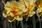 Narcissus