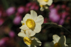 Narcissus