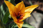 Tulip