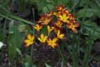 Primula