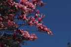 Magnolia