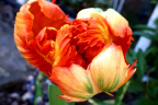 Parrot tulip