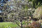 Pear blossoms