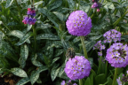 Drumstick Primula