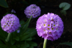 Drumstick Primula