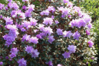 'Purple Gem'