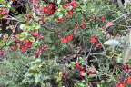 Red Quince