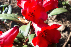 'Everred'