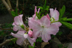 R. schlippenbachi