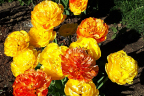 Sun Lover tulips
