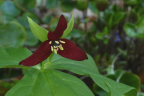 Trillium erectum
