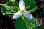 Trillium ovatum