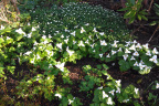 Trilliums