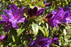 'Vibrant Violet'