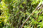Weeping Caragana starting to bloom