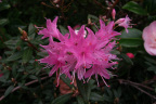 R. russatum