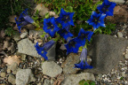 Tumpet Gentian