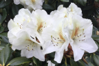 'Phyllis Korn’