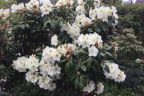 'Phyllis Korn’
