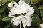 'Boule de Neige'