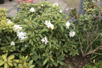 'Boule de Neige'