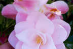 C. magnoliaeflora