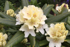 'Capistrano'