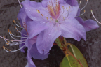 ' Electra'