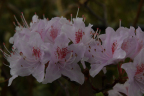 R. rigidum