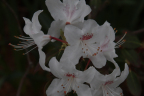 R. yunnanense