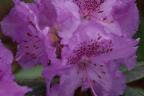 'Lavendula'
