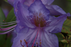 'Playfair'