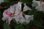 R. wiltonii