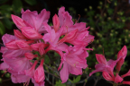 'Marie Hoffman'