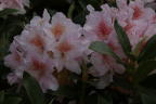 'Cunning--- Blush'