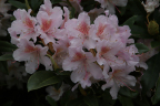 'Cunning--- Blush'