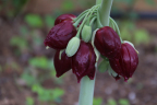 P. pleianthum