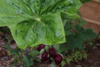 P. pleianthum