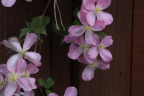 Clematus montana 'Rubens'