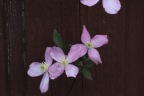 Clematus montana 'Rubens'