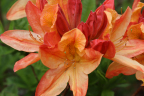'Lemonora'