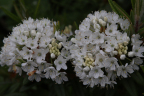 R. diversipilosum 'Milky Way'