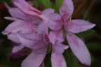 'Koromo Shikibu'