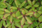 R. pentaphyllum