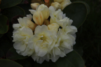 'Creamy Chiffon'