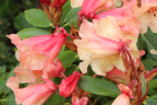 'Jingle Bells'