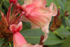 'Jingle Bells'
