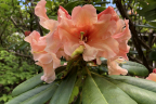 'Apricot Fantasy'