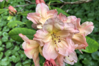 'Hello Dolly'