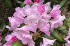'Crete'